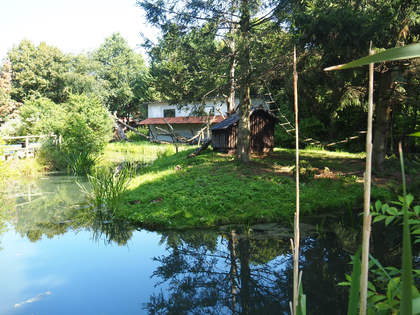 Black-and-white ruffed lemur island, 2019-08-04