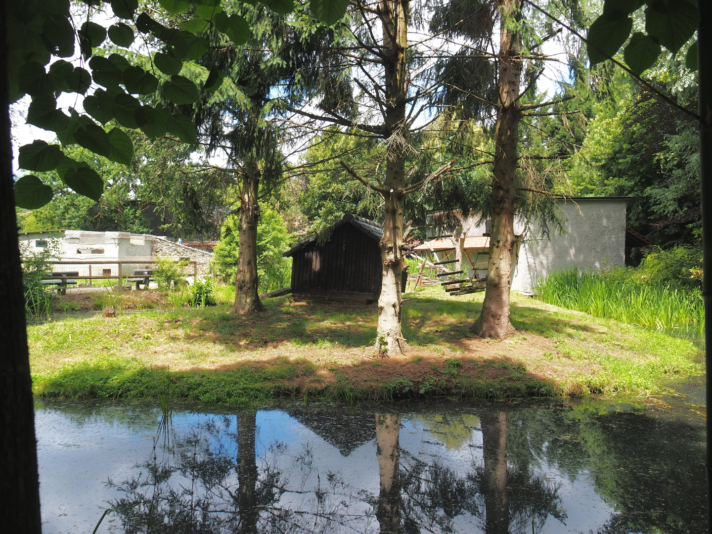 Black-and-white ruffed lemur island, 2020-06-20
