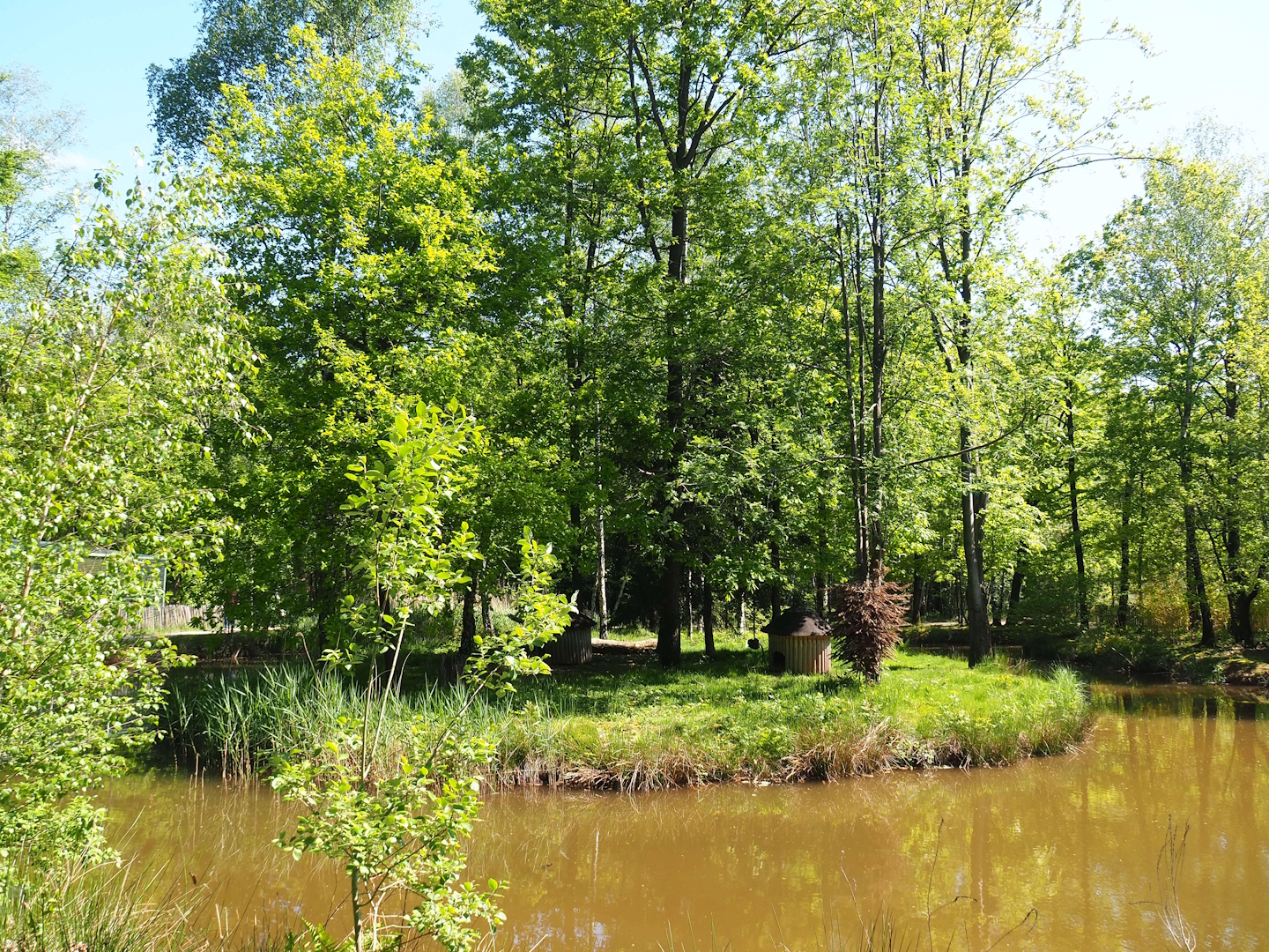 Black-and-white ruffed lemur island, 2023-05-19