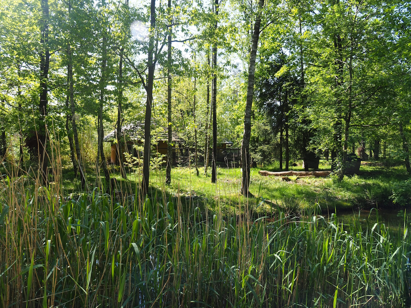 Black-and-white ruffed lemur island, 2023-05-19