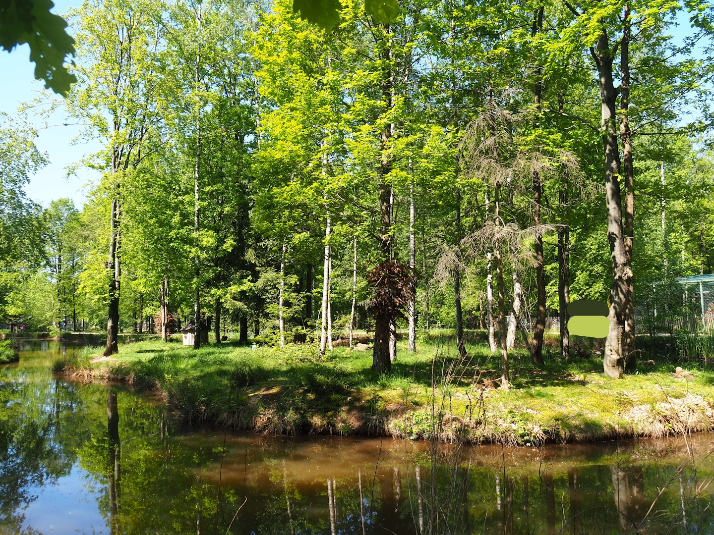 Black-and-white ruffed lemur island, 2023-05-19