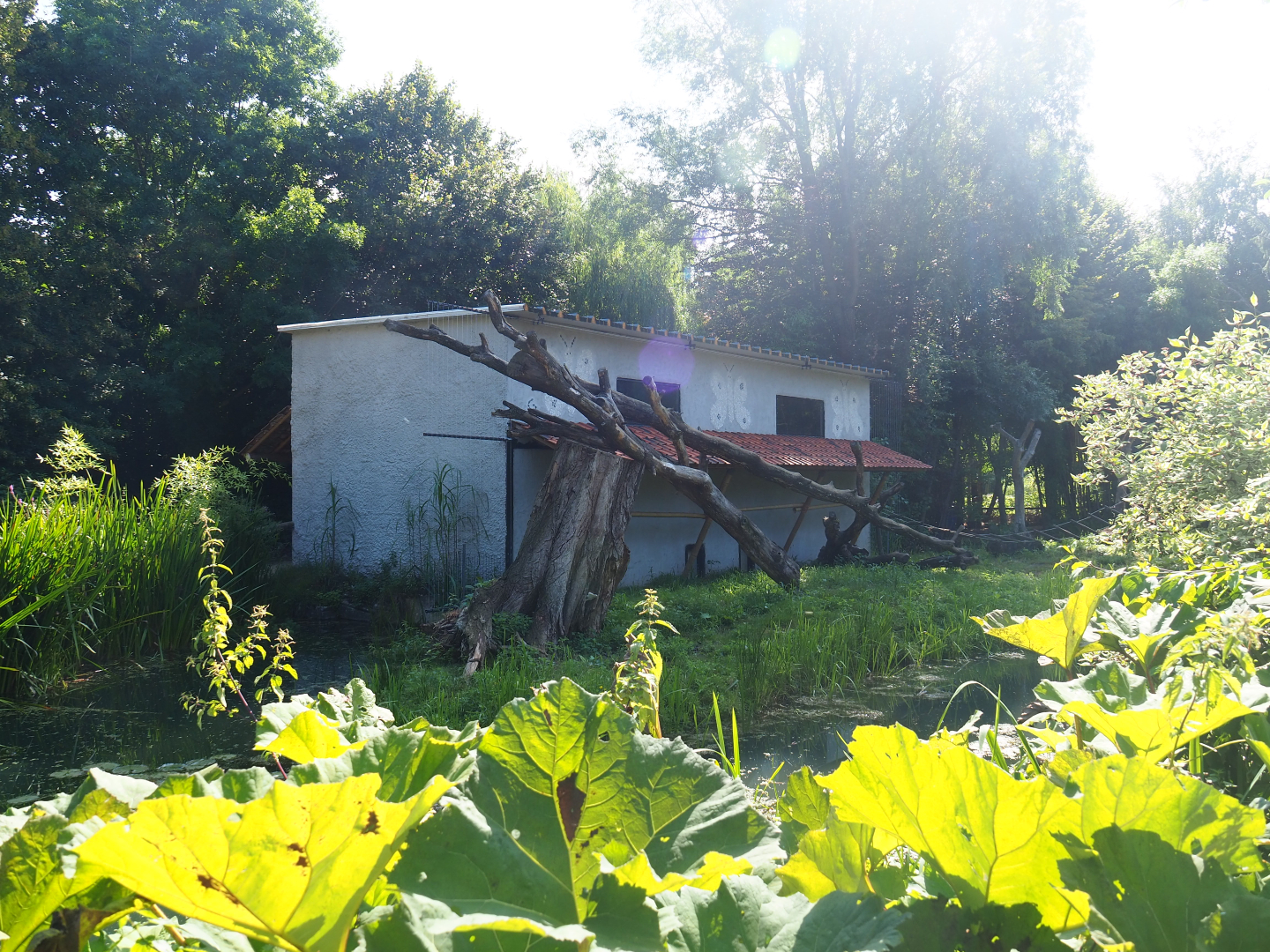 Black-and-white ruffed lemur island and house, 2019-08-04