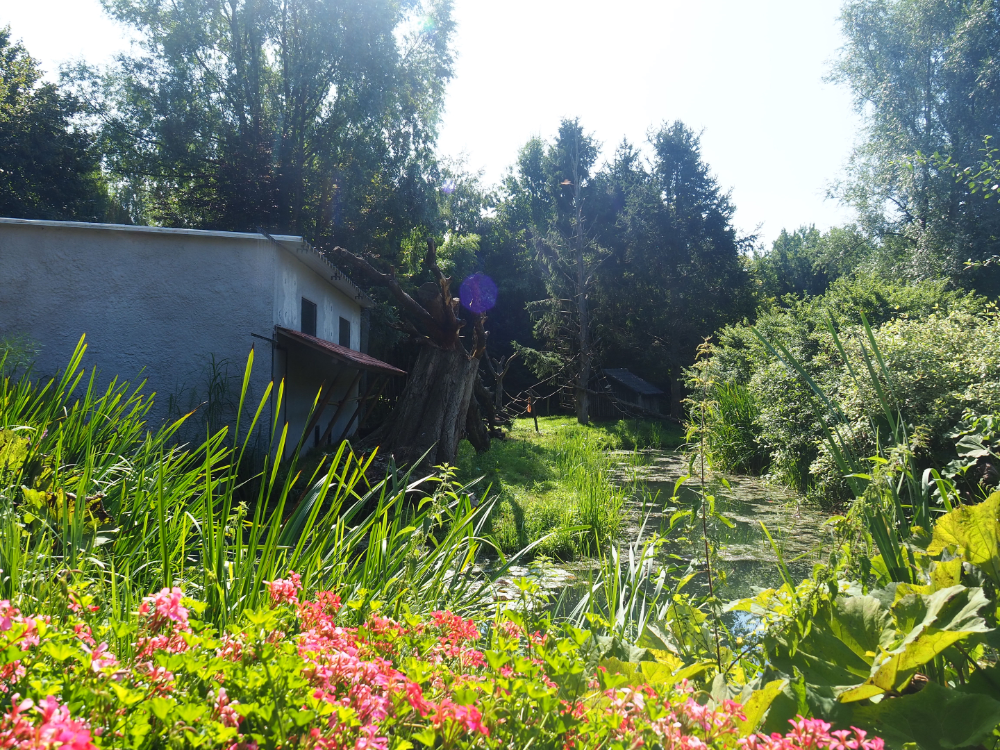 Black-and-white ruffed lemur island and house, 2019-08-04