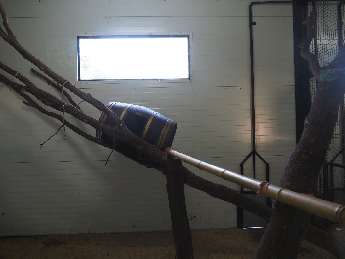 Black-and-white ruffed lemur island and house, 2019-08-04