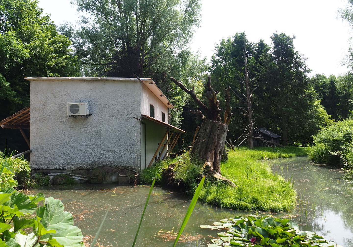 Black and white ruffed lemur island and house, 2021-06-15