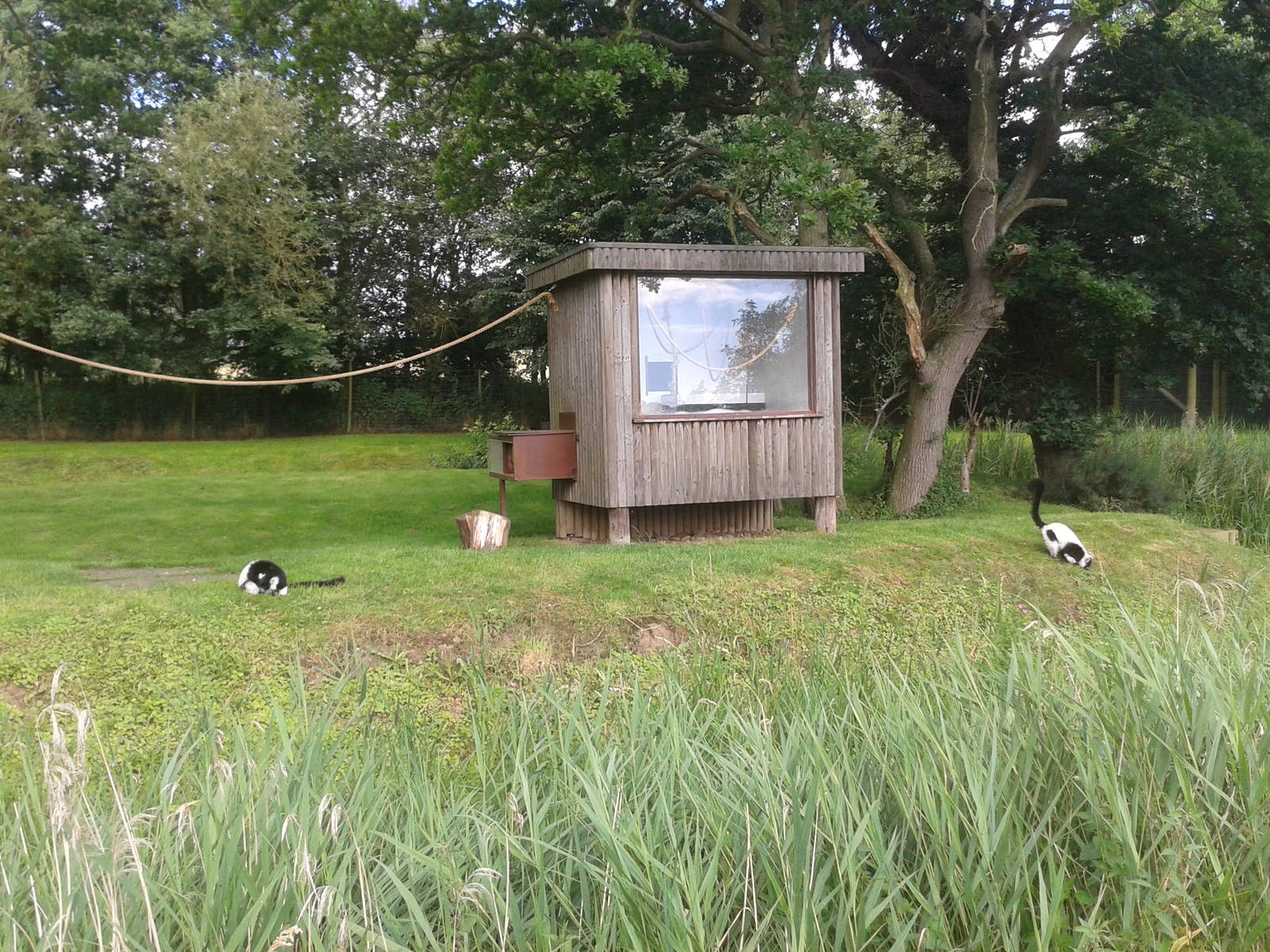 black and white ruffed lemur island
