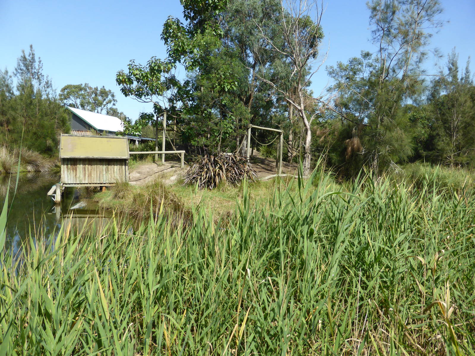 Black and White Ruffed Lemur island