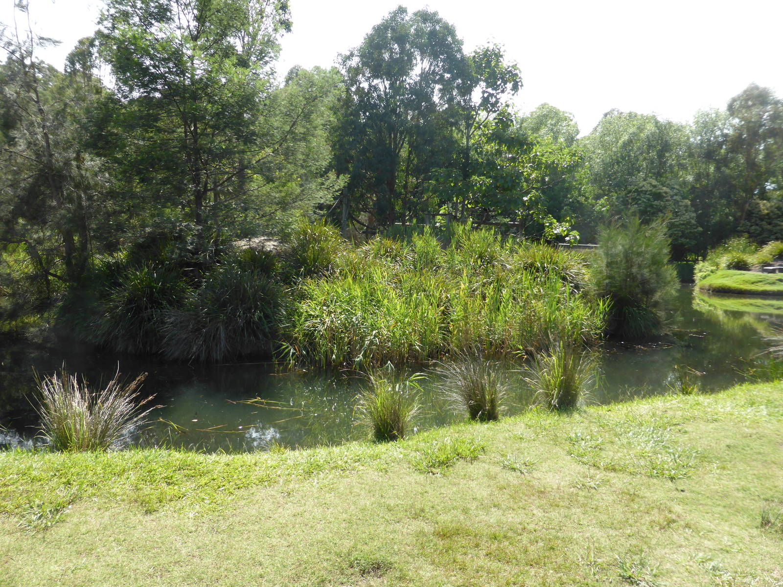 Black and White Ruffed Lemur island