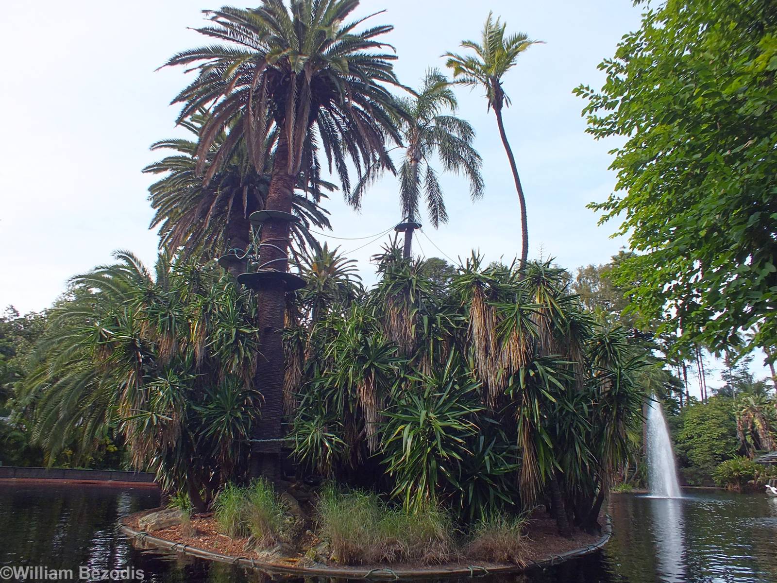 Black-and-white Ruffed Lemur Island