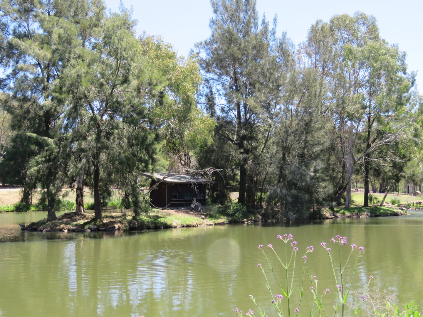 Black and white ruffed lemur island