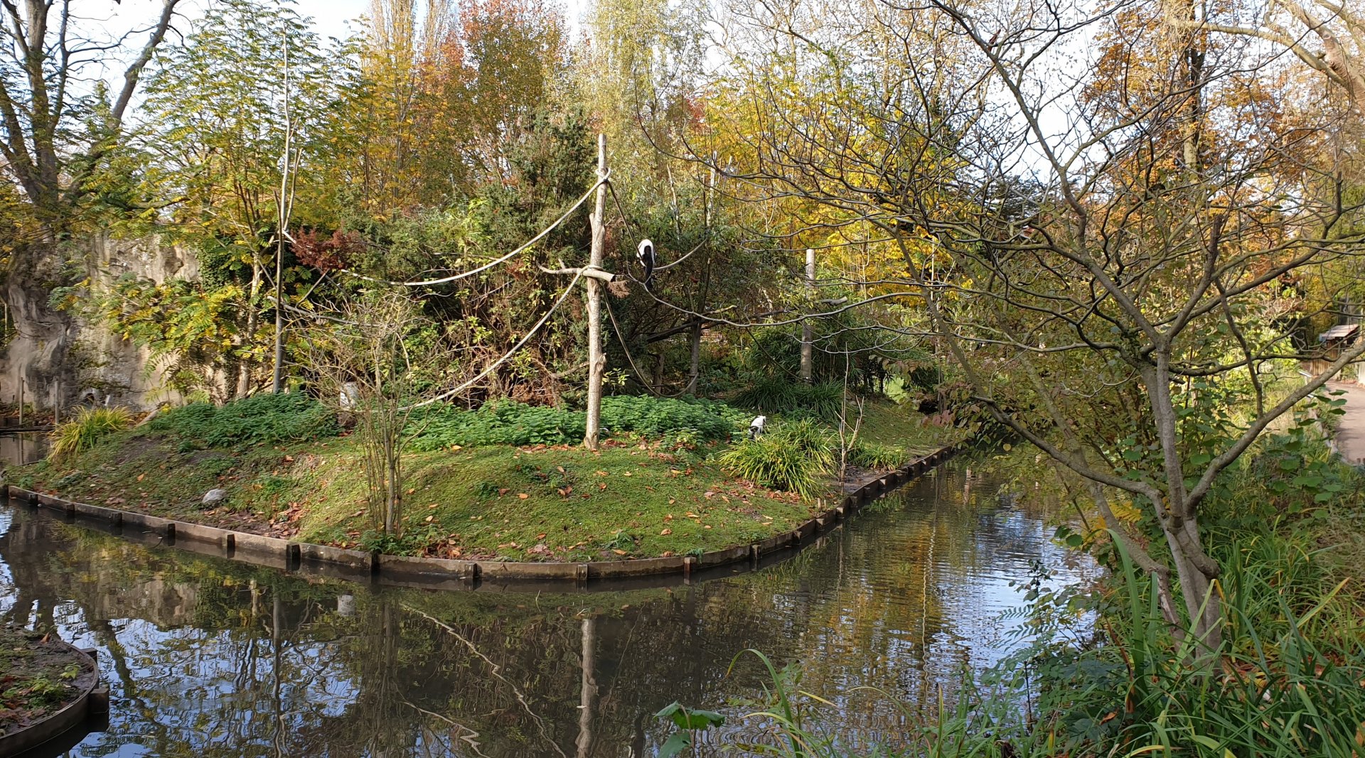 Black and white ruffed lemur island