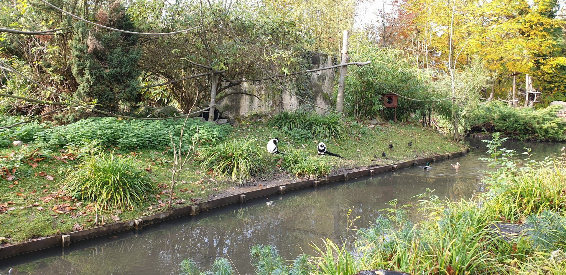 Black and white ruffed lemur island