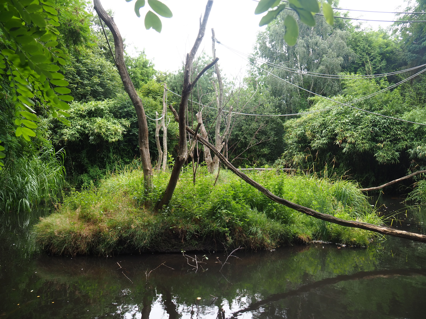 Black-and-white ruffed lemur islands, 2019-08-11