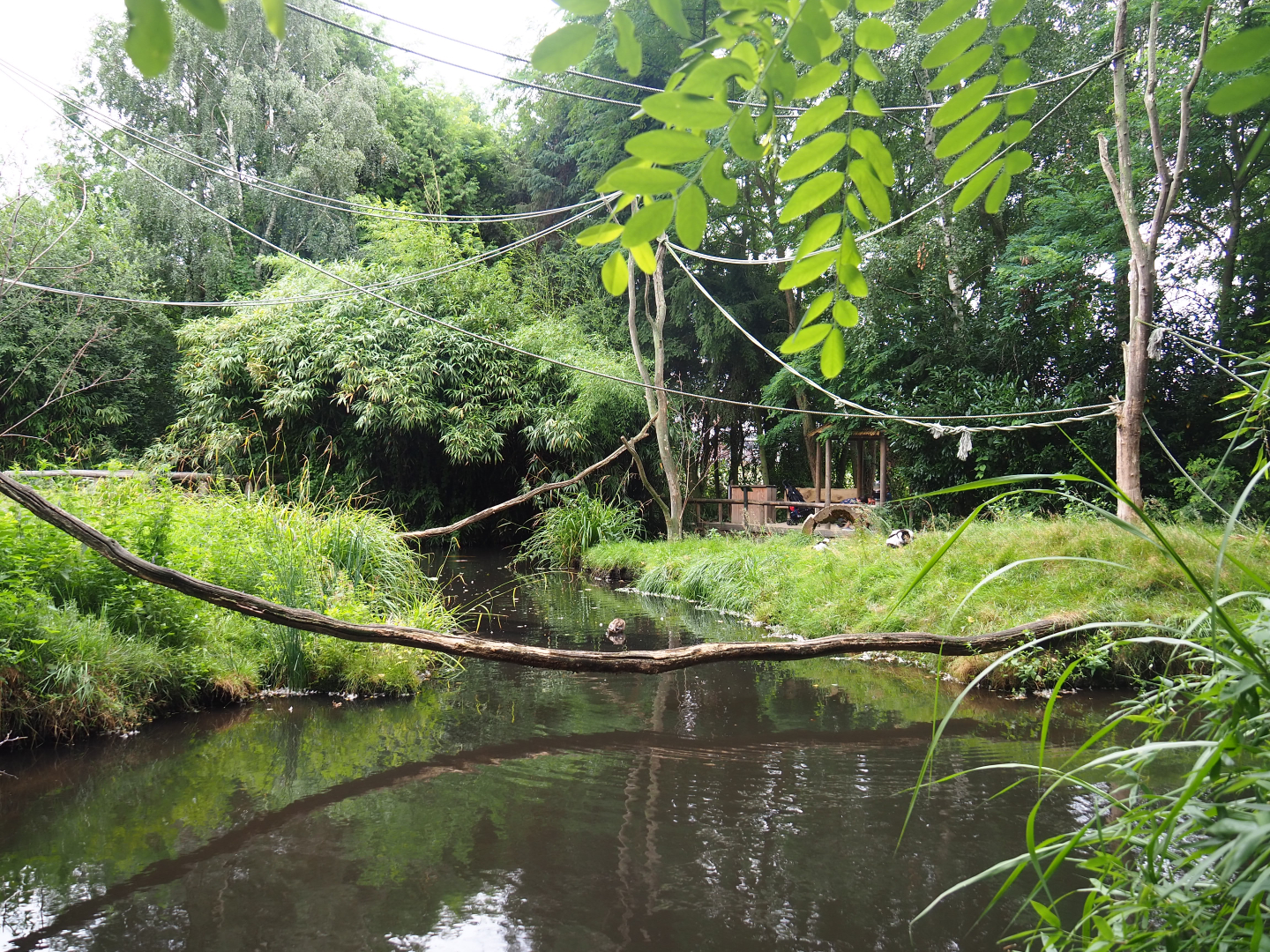 Black-and-white ruffed lemur islands, 2019-08-11