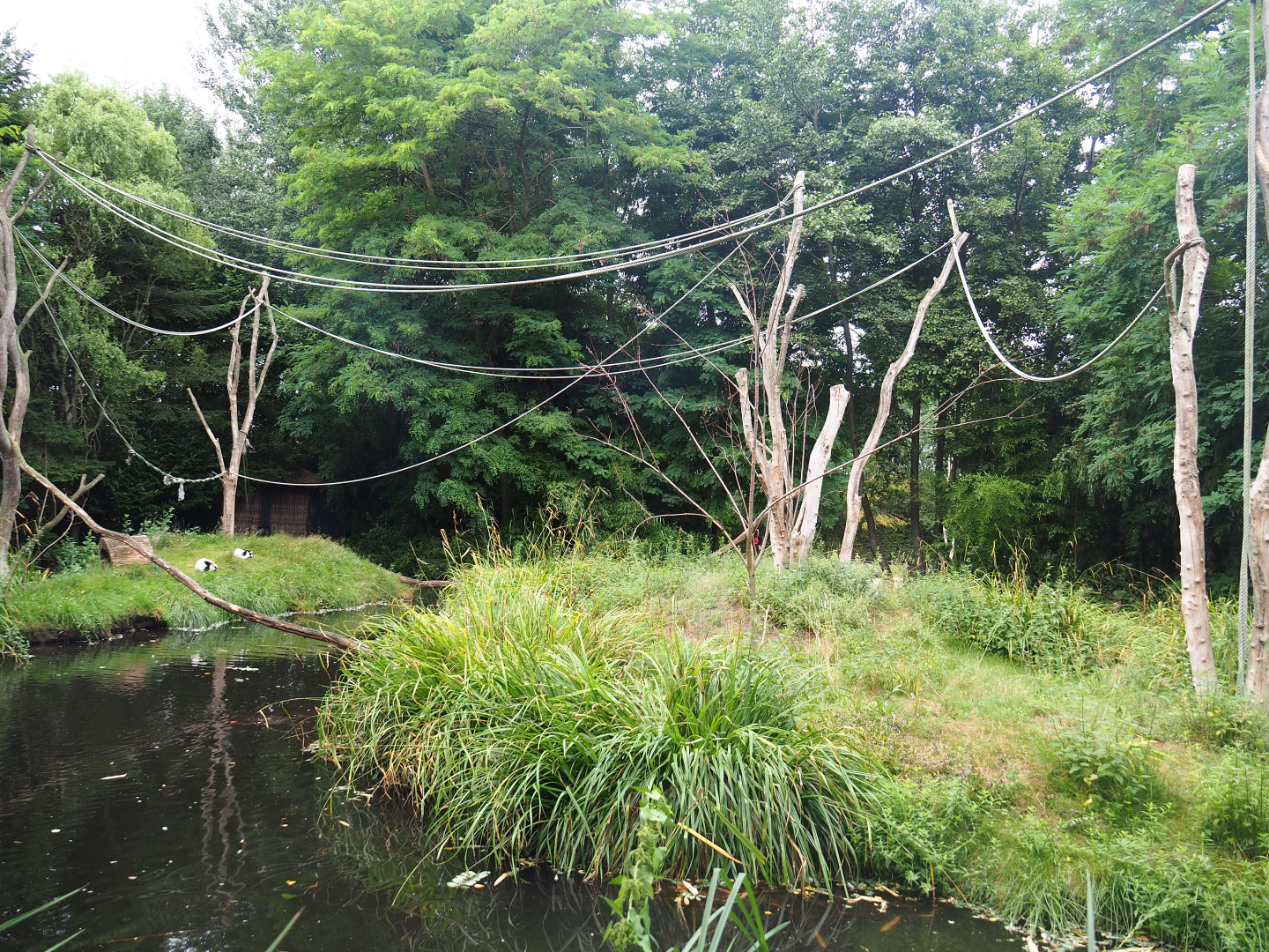 Black-and-white ruffed lemur islands, 2019-08-11