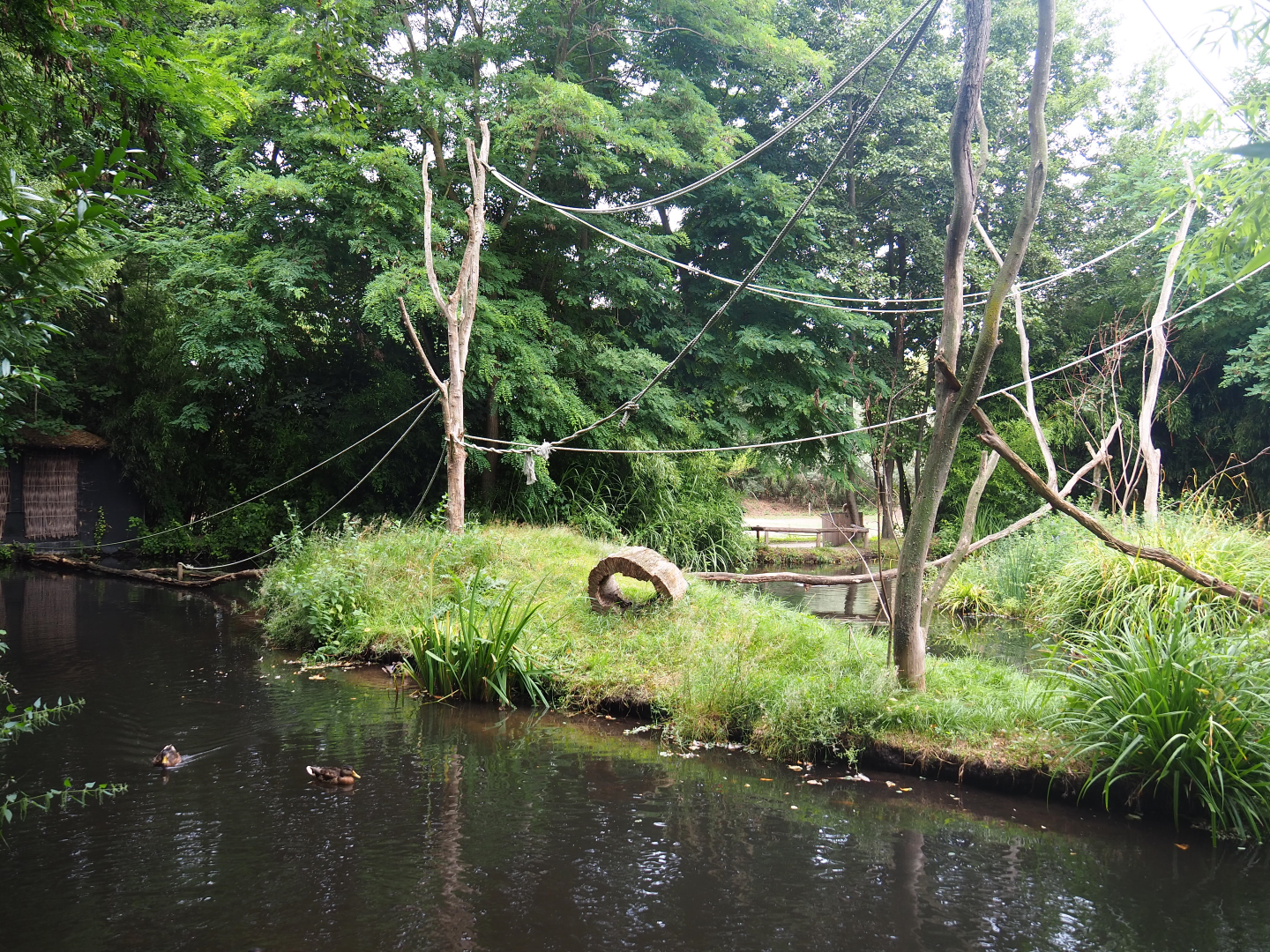 Black-and-white ruffed lemur islands, 2019-08-11