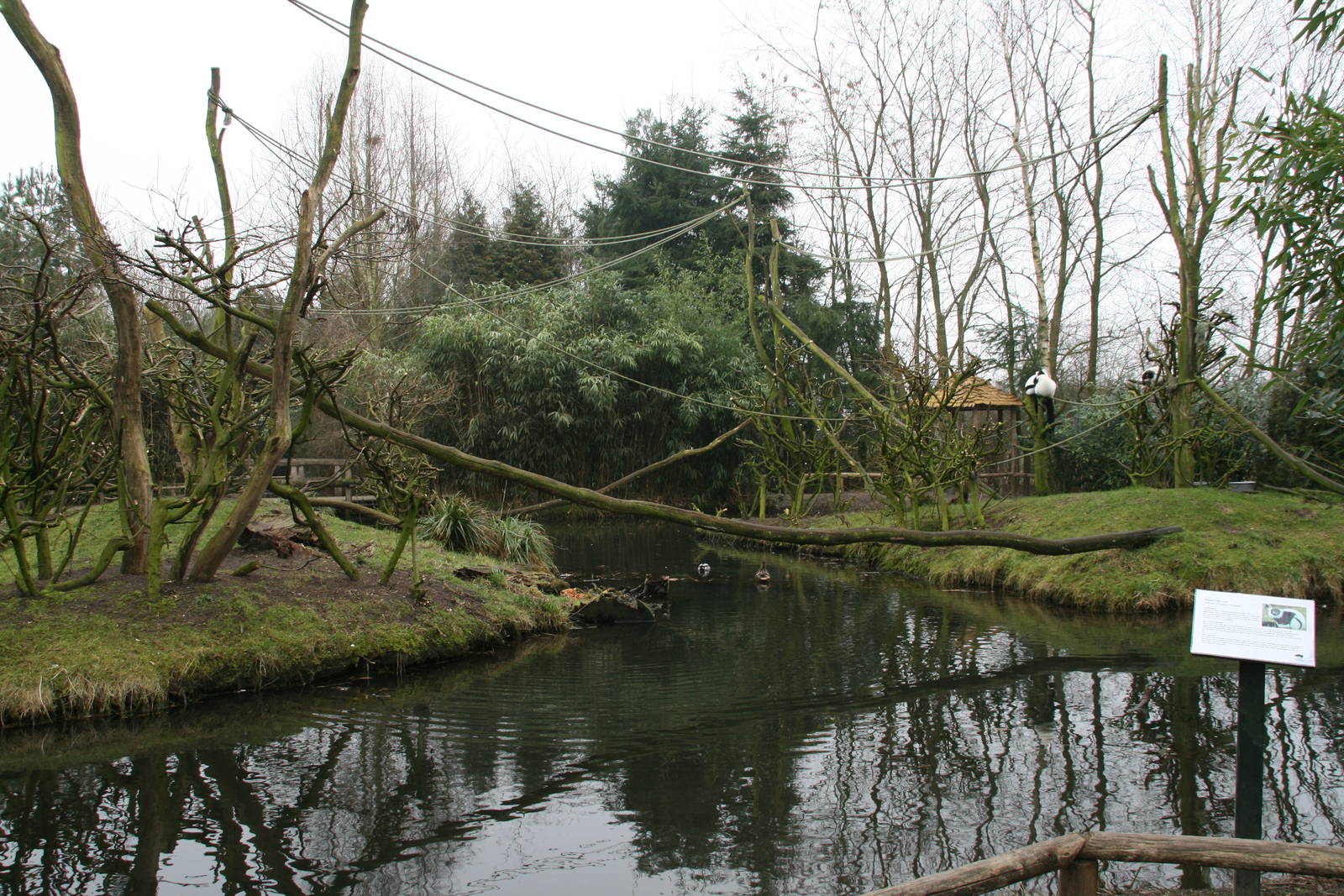 Black and white ruffed lemur islands