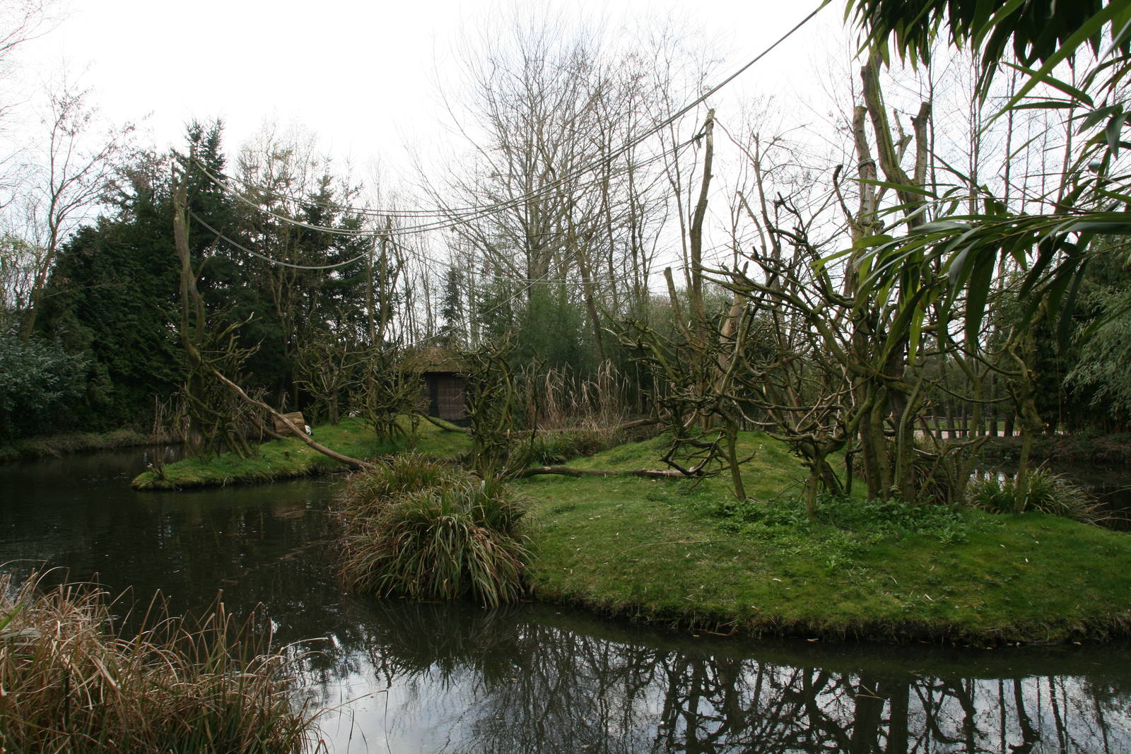 Black and white ruffed lemur islands