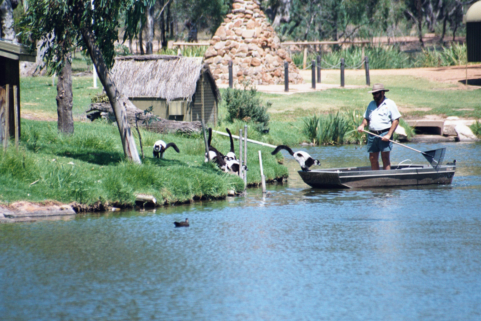 Black-and-white Ruffed Lemur - Jan 2004
