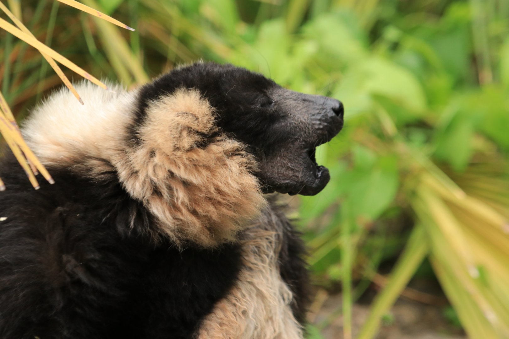 Black-and-white Ruffed Lemur (July 2019)