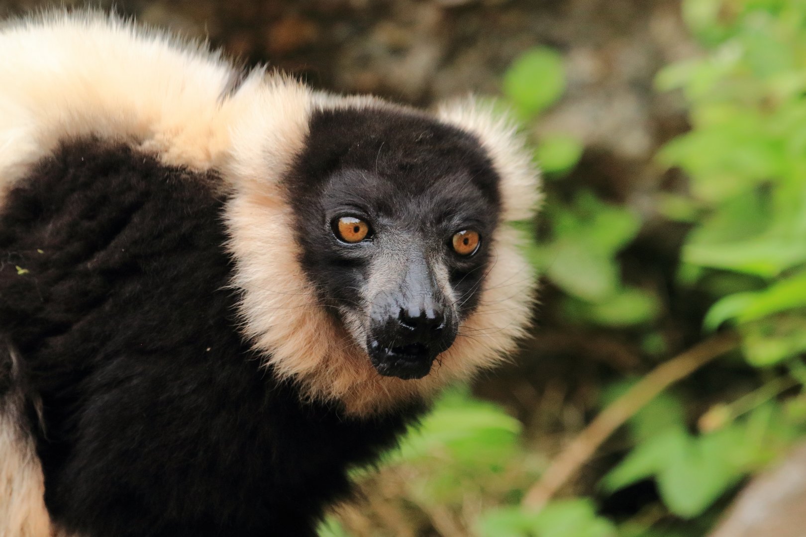 Black-and-white ruffed lemur (July 2020)