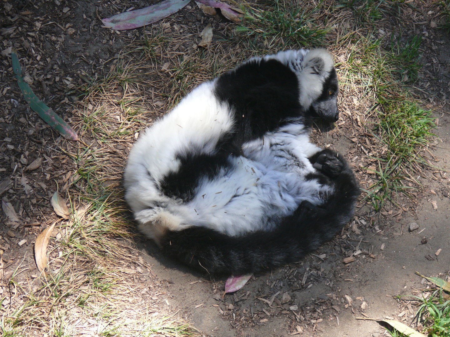 Black-and-white Ruffed Lemur - July 8th 2023