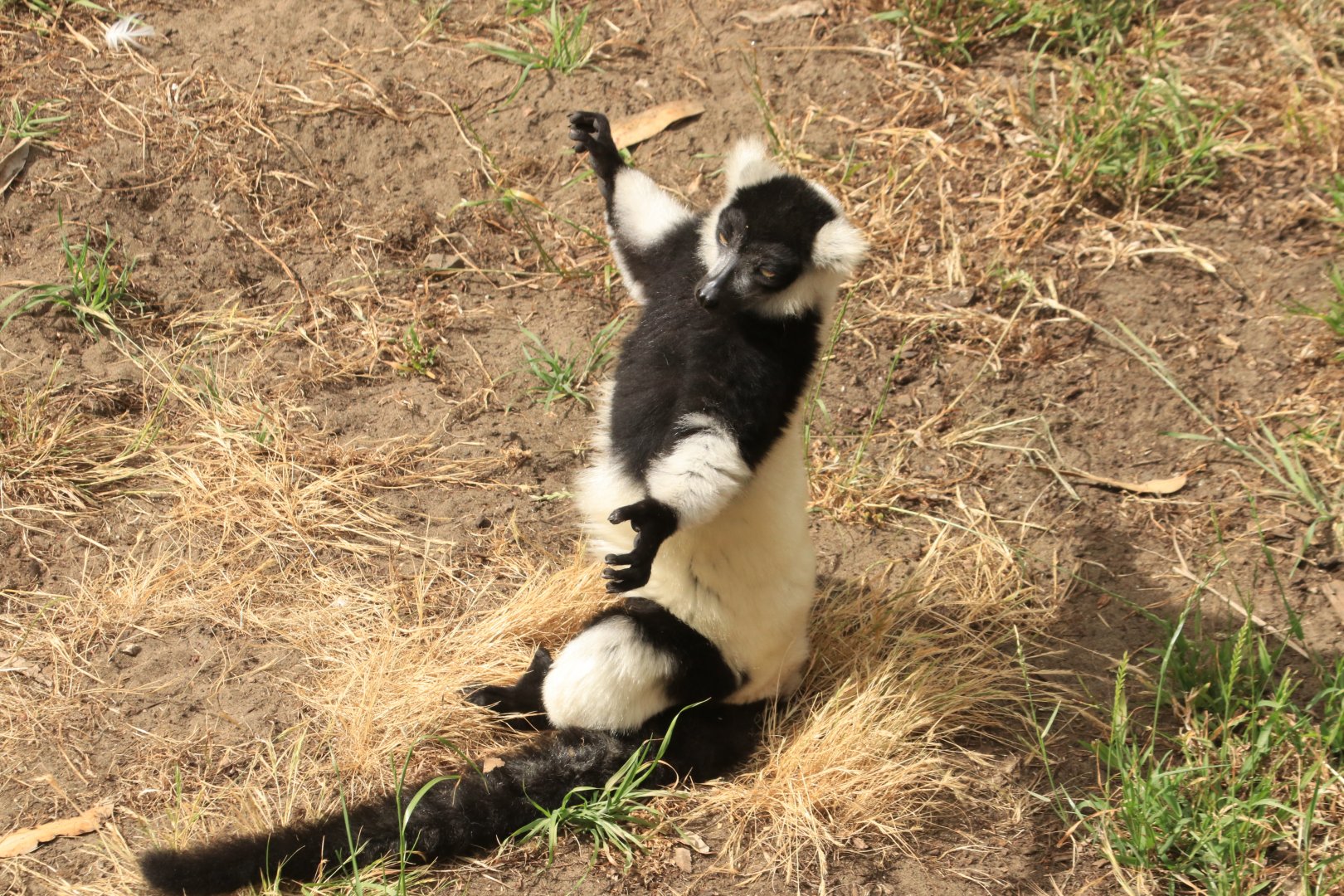 Black-and-white ruffed lemur (June 2019)