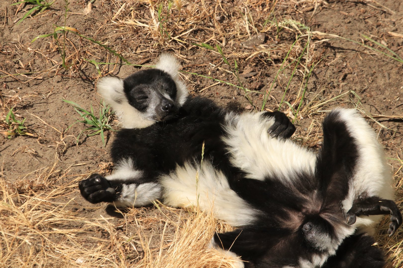 Black-and-white ruffed lemur (June 2019)