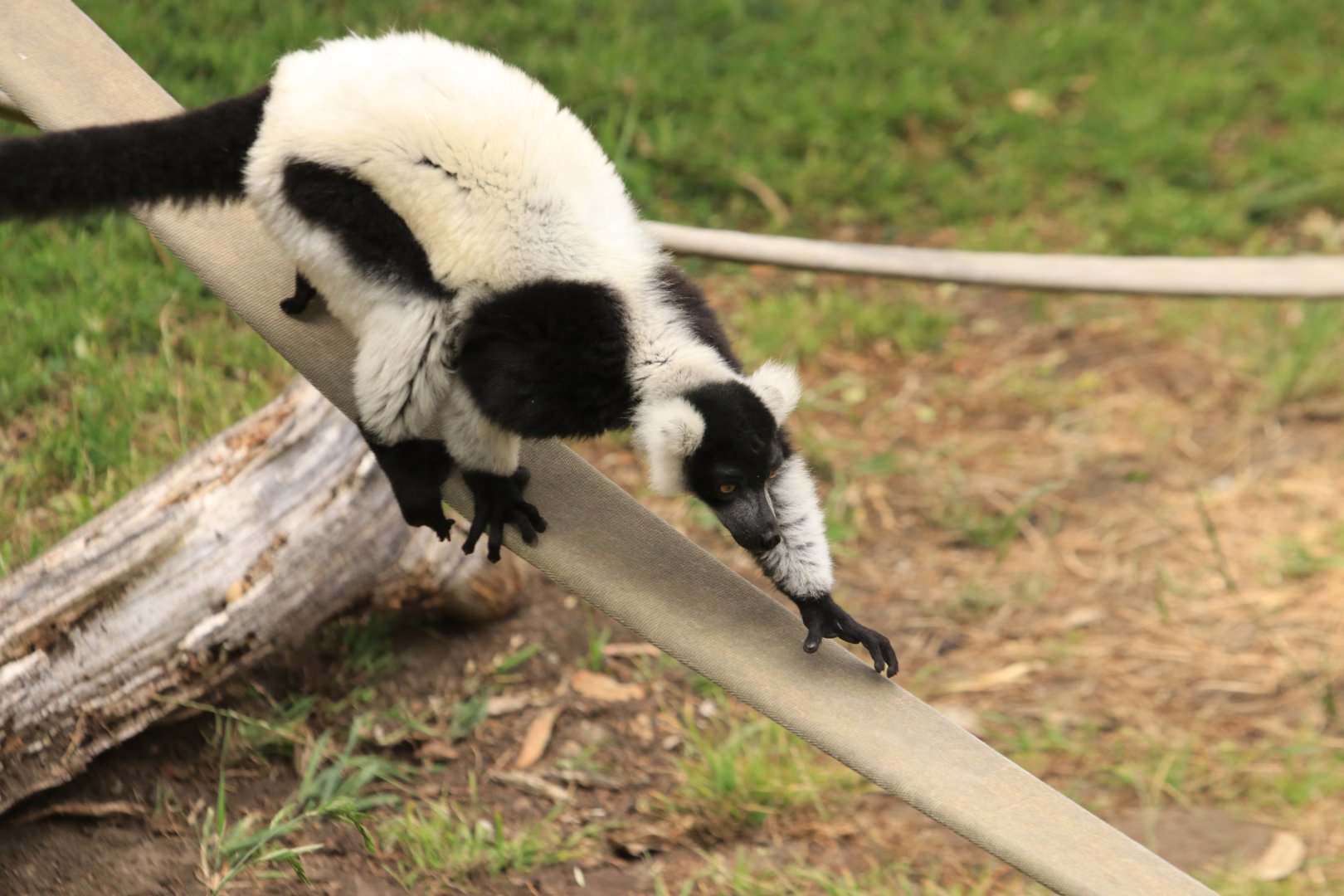 Black-and-white ruffed lemur (June 2019)