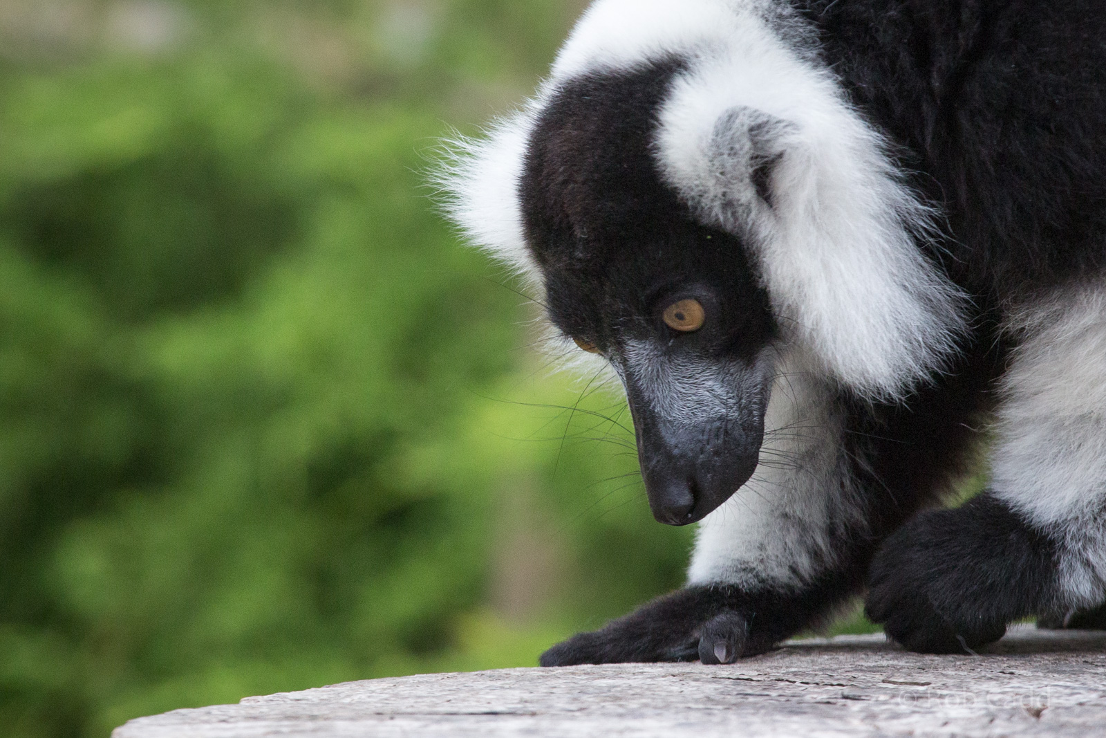 Black-and-white ruffed lemur : Marwell : 08 Aug 2014