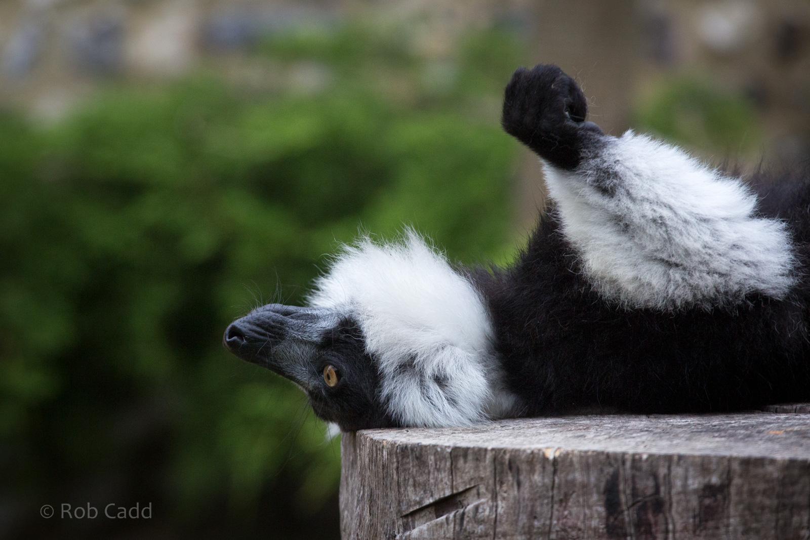 Black-and-white ruffed lemur : Marwell : 08 Aug 2014