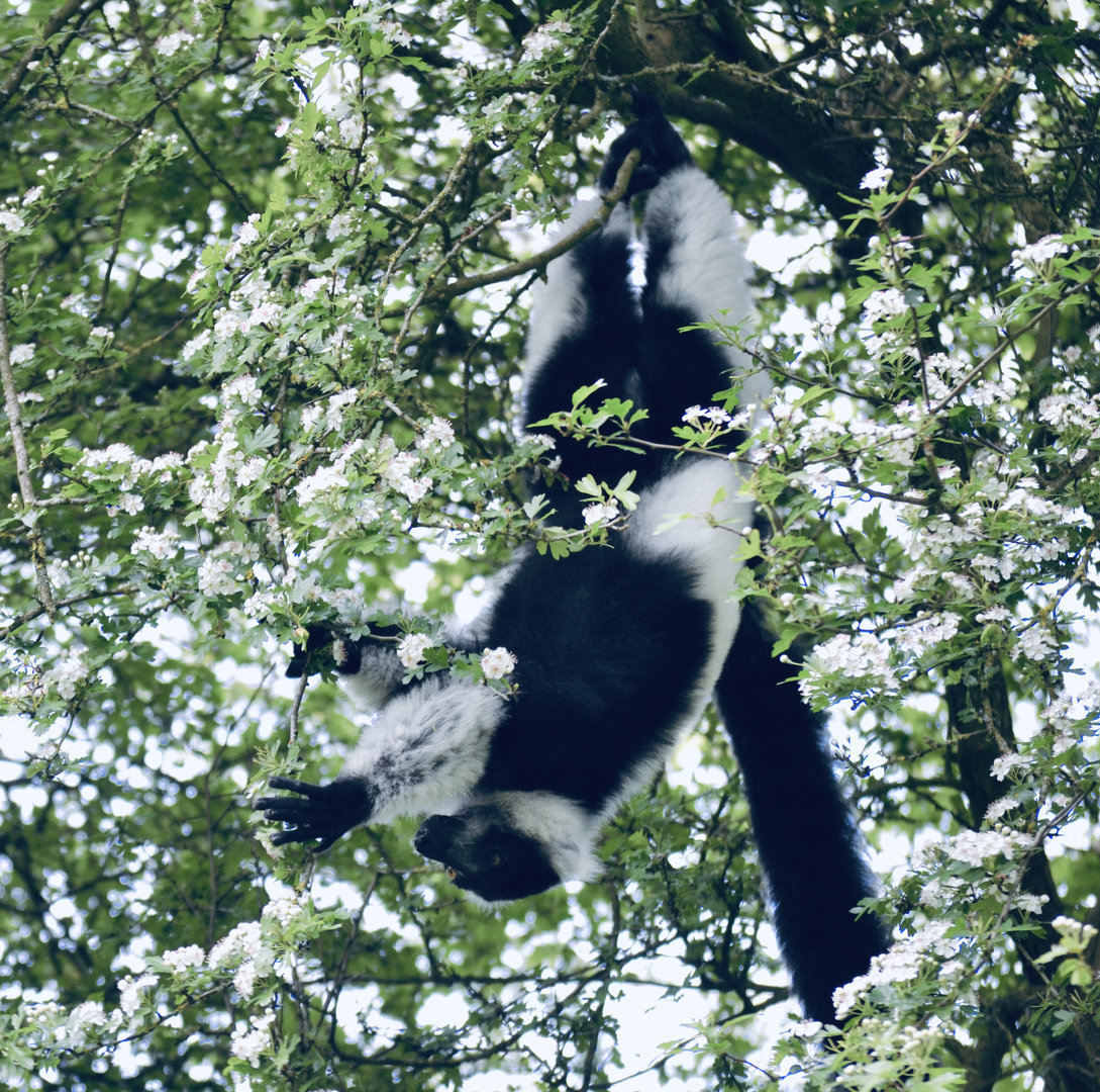 Black And White Ruffed Lemur - May 2023