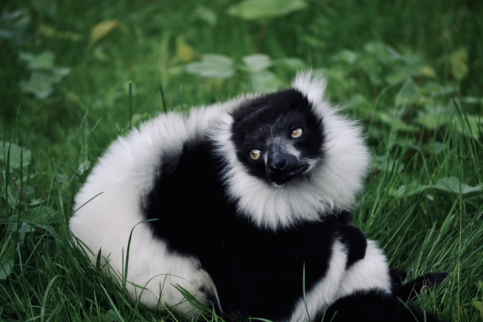 Black And White Ruffed Lemur - May 2023