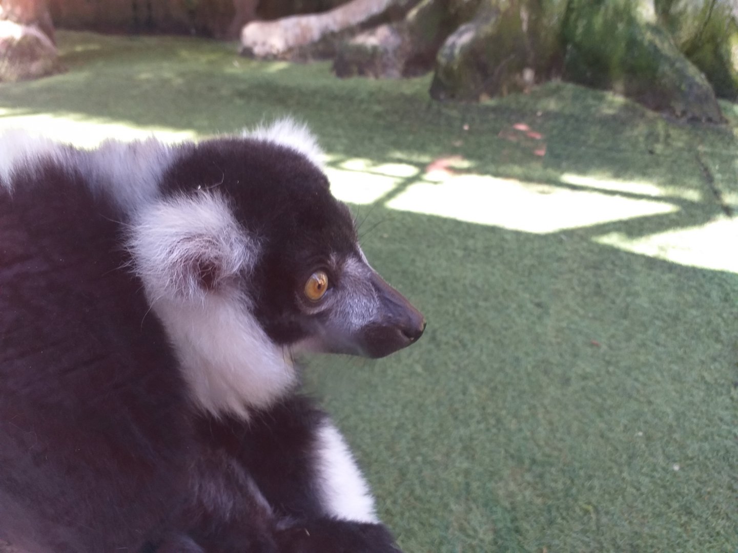 Black and white ruffed lemur -MundoMar Benidorm (2021)