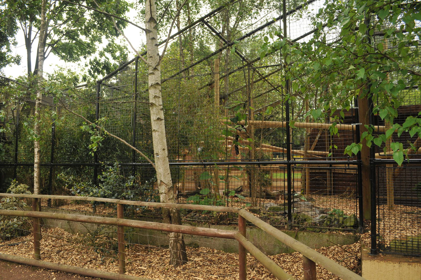BLACK AND WHITE RUFFED LEMUR NEW ENCLOSURE