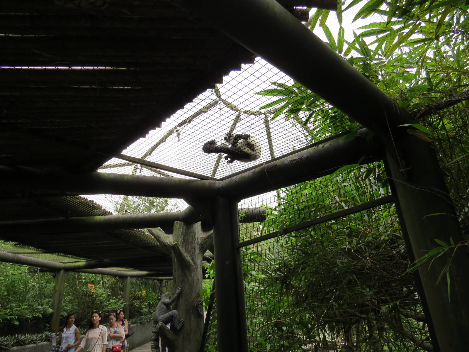 black-and-white ruffed lemur on top
