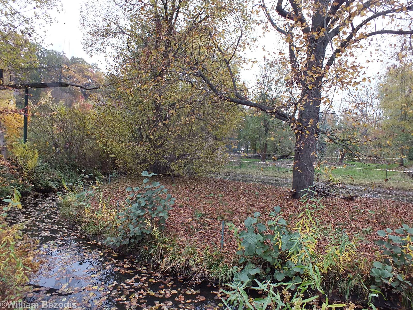 Black-and-white Ruffed Lemur Outdoor area