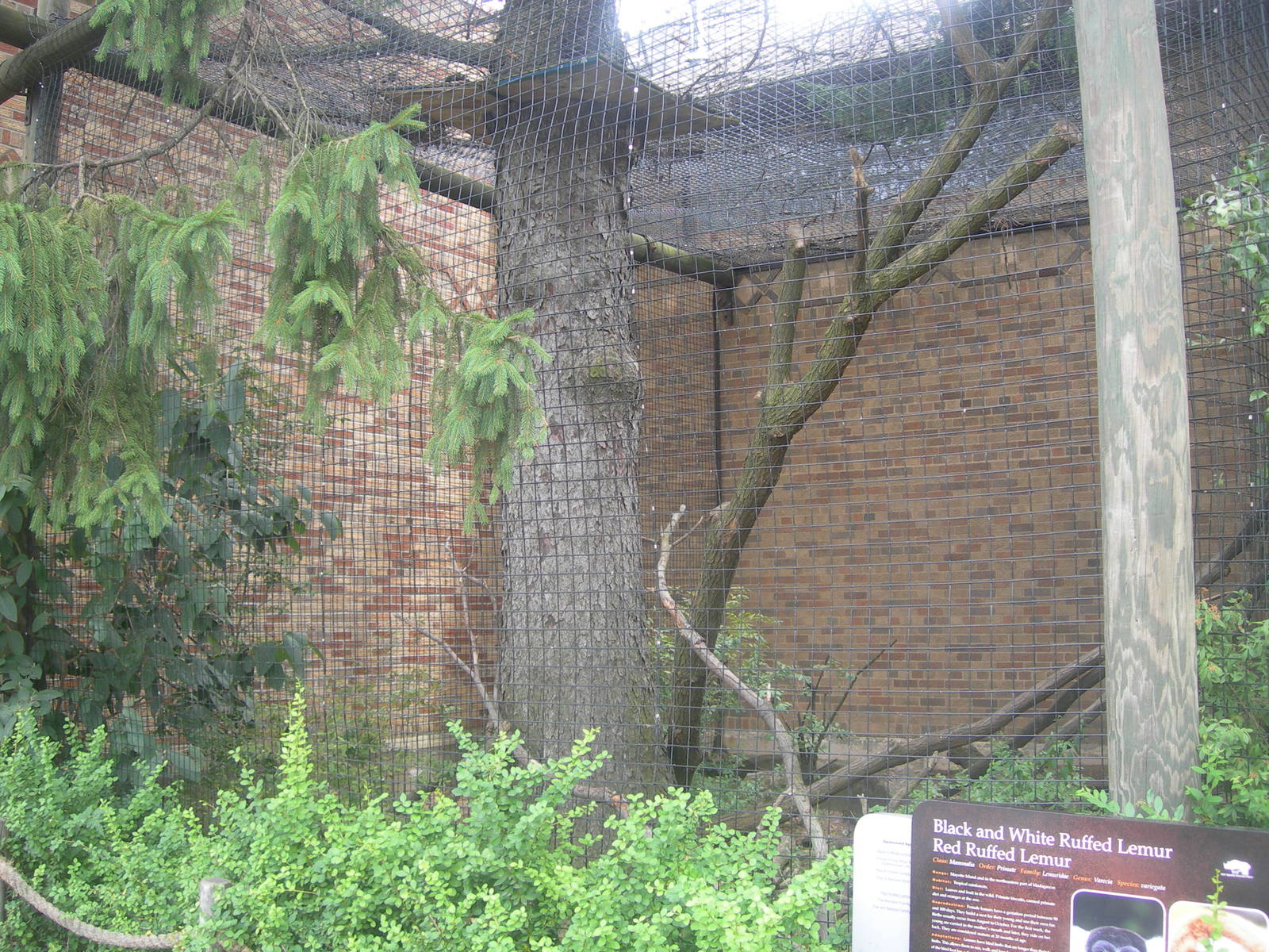 Black and white ruffed lemur/red ruffed lemur exhibit