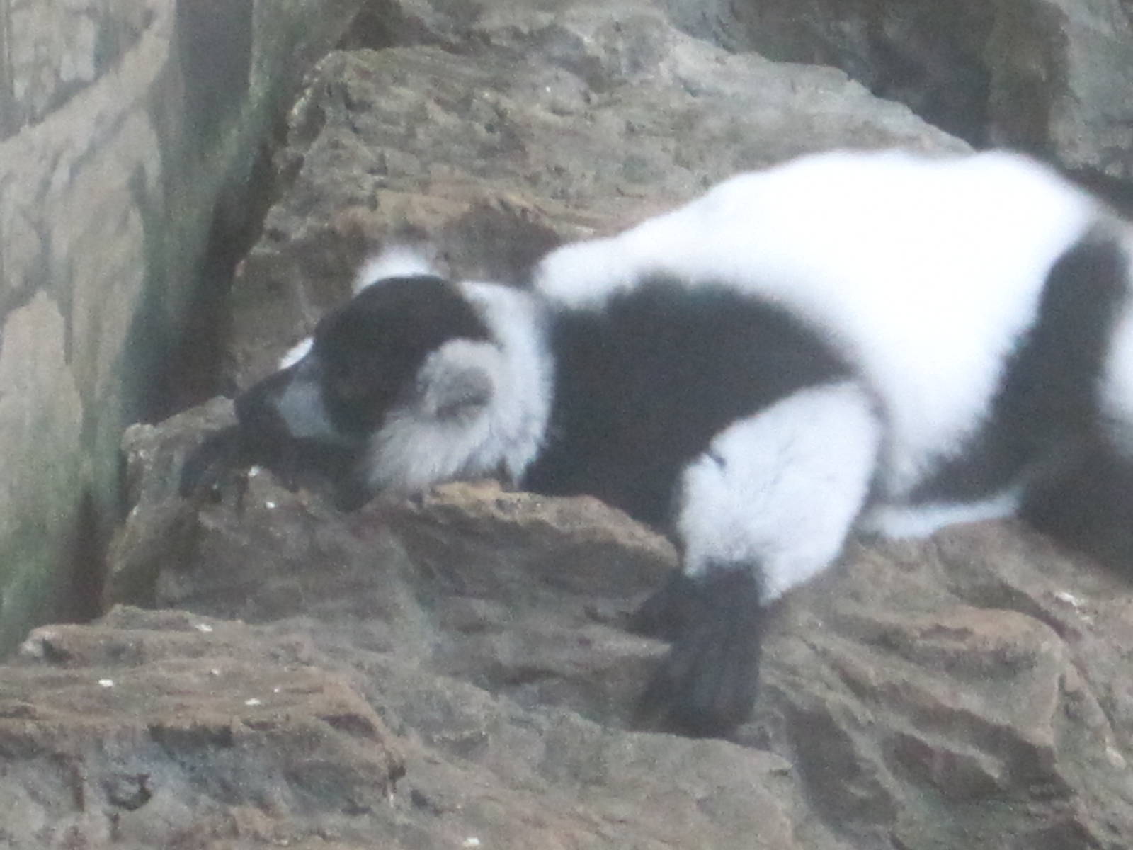 Black and White RUffed Lemur Resting