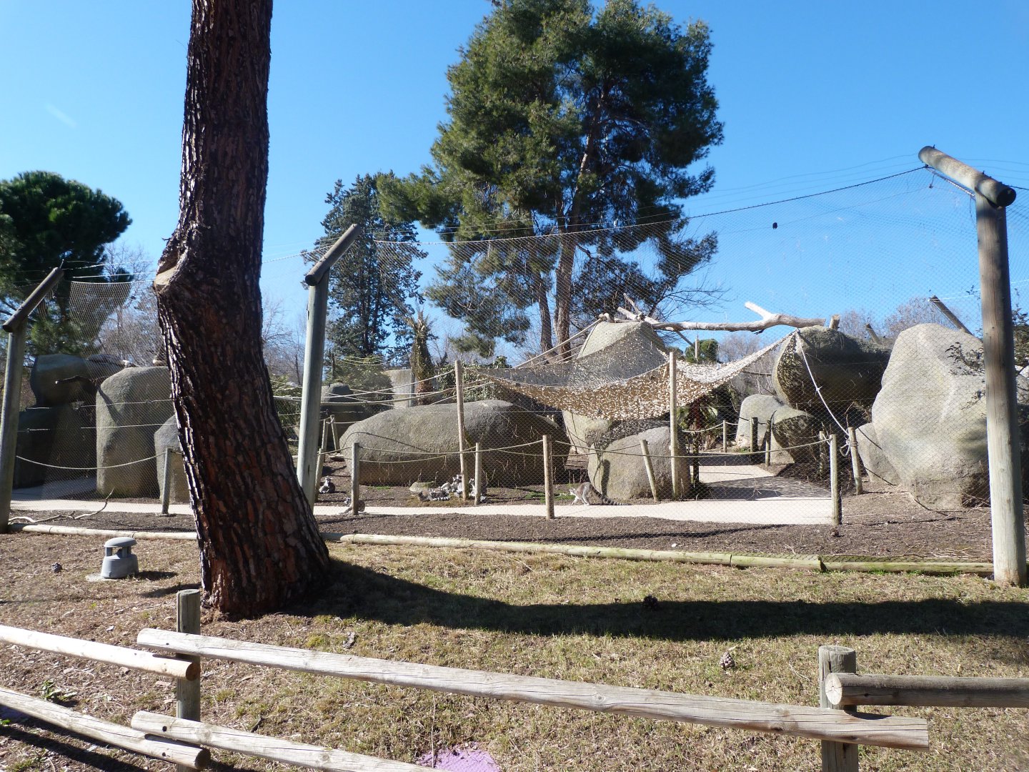 Black-and-white ruffed lemur, Ring-tailed lemur and Common brown lemur exhibit -Zoo Aquarium de Madrid (2025)
