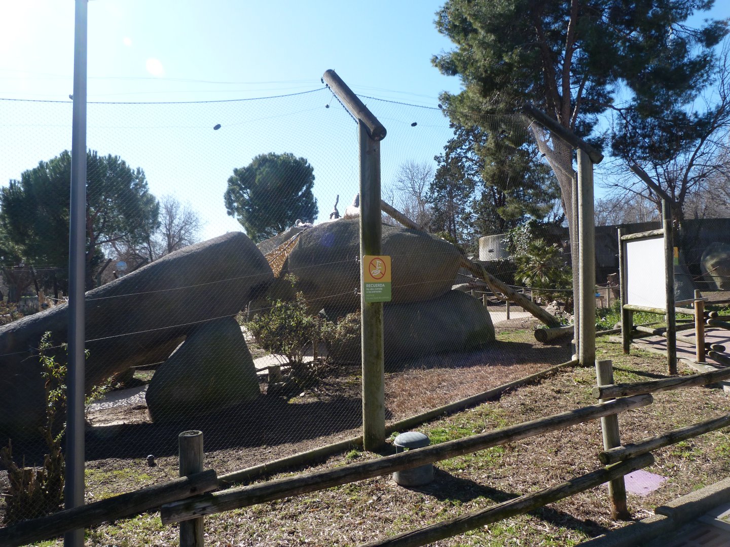 Black-and-white ruffed lemur, Ring-tailed lemur and Common brown lemur exhibit -Zoo Aquarium de Madrid (2025)