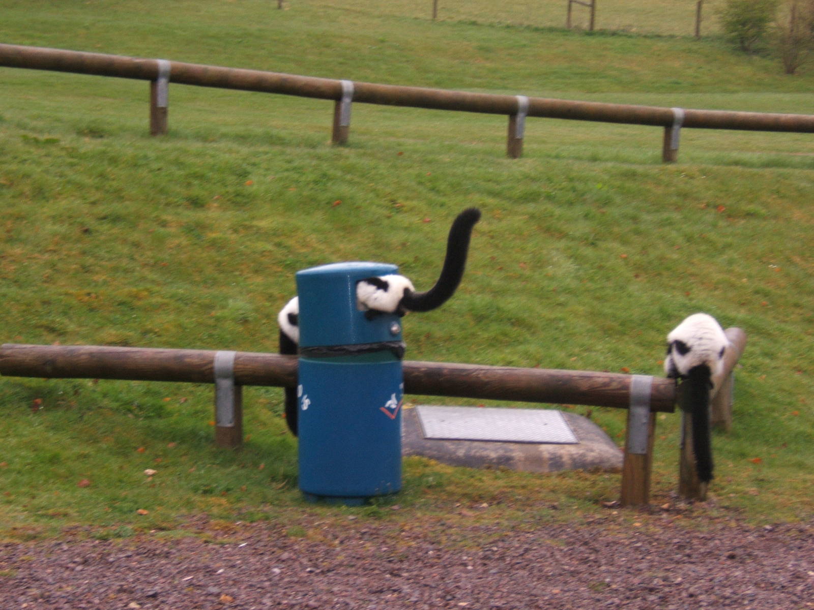 Black and White Ruffed Lemur`s in bin in the car park