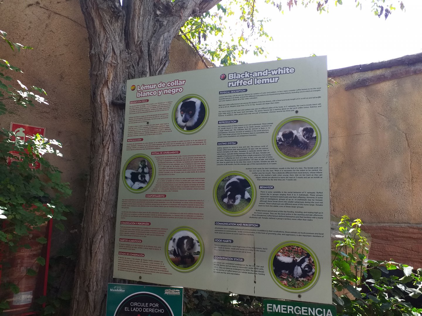 Black and white ruffed lemur sign -MundoMar Benidorm (2021)