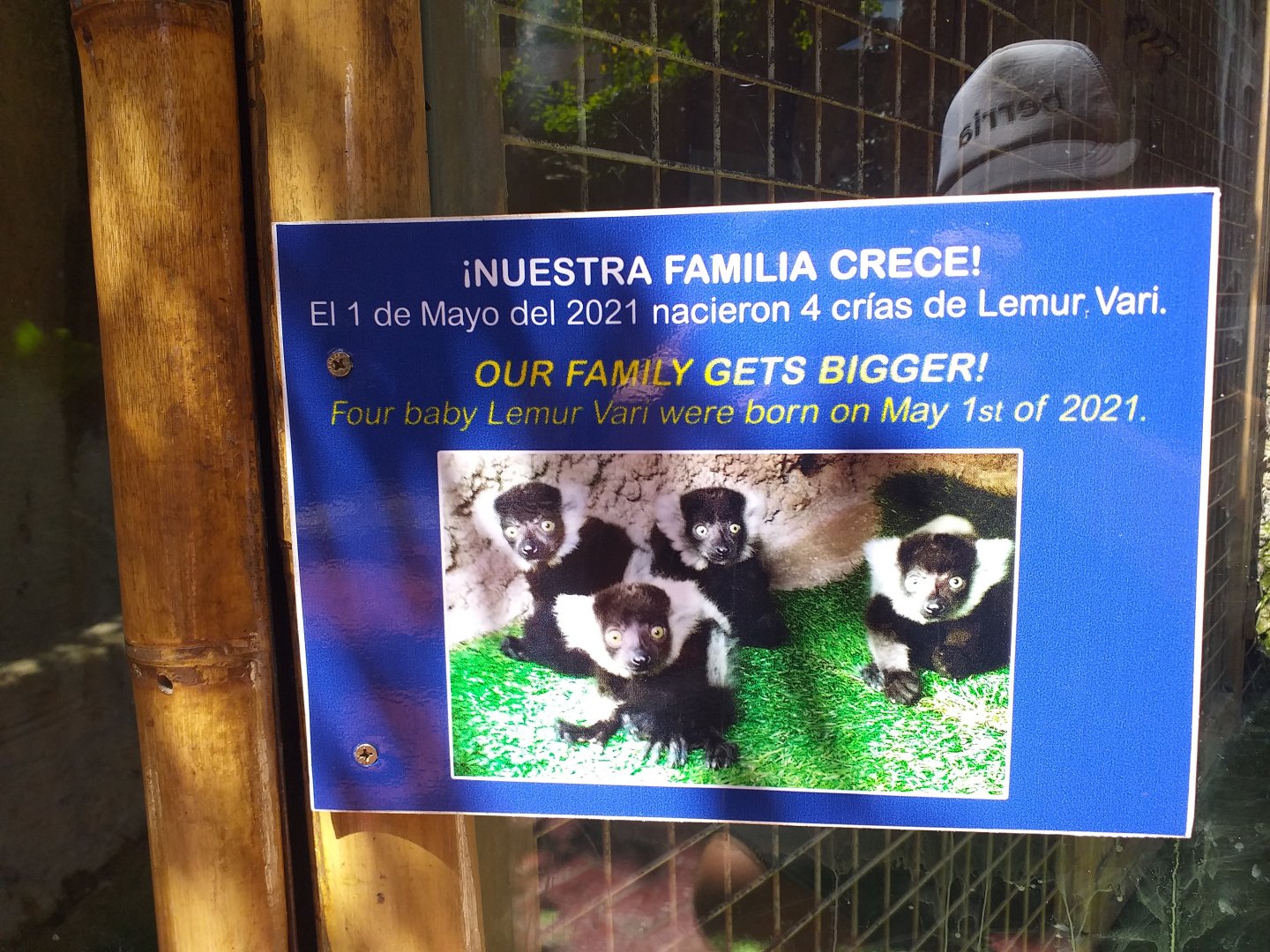 Black and white ruffed lemur sign -MundoMar Benidorm (2021)