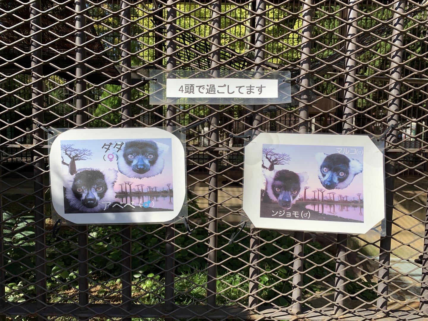 Black-and-white Ruffed Lemur Signage (Himeji City Zoo)