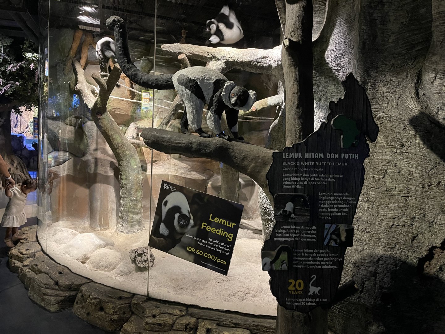 black-and-white ruffed lemur signage