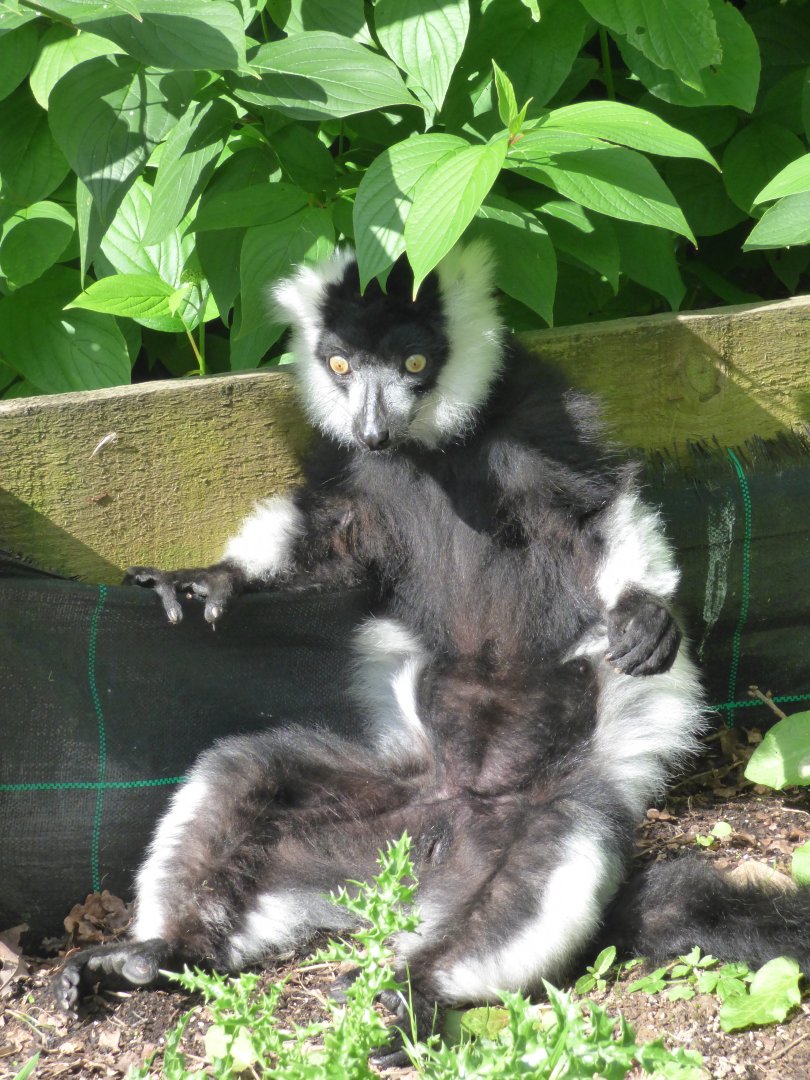 Black-and-White Ruffed Lemur Sun-bathing
