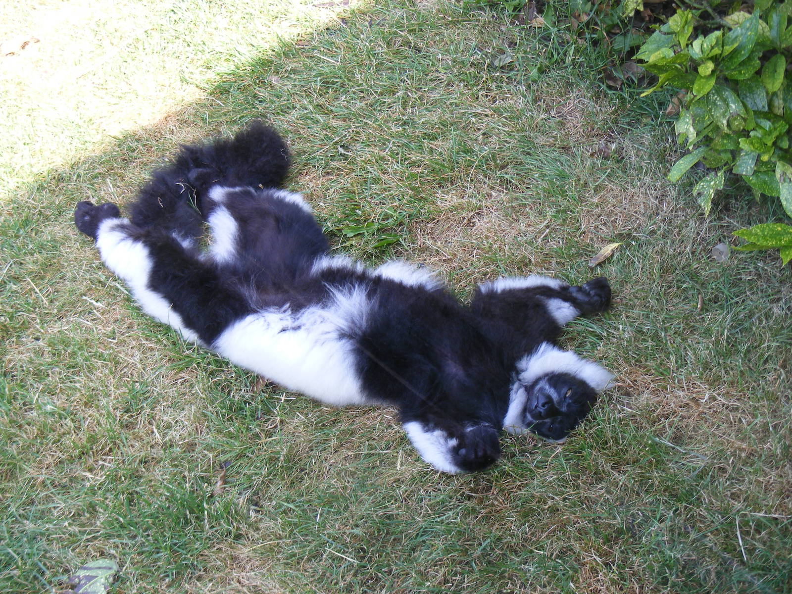 Black and white ruffed lemur sunbathing at Marwell Wildlife, 27 June 2010