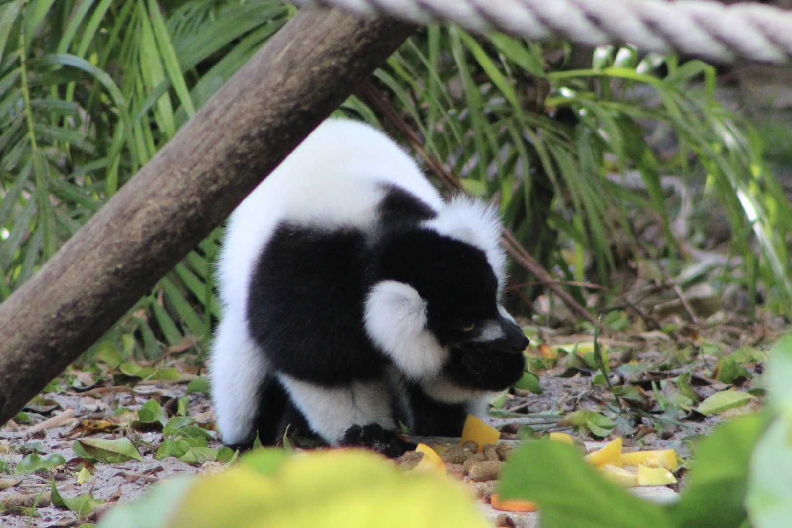 Black-and-White Ruffed Lemur (V. v. variegata)