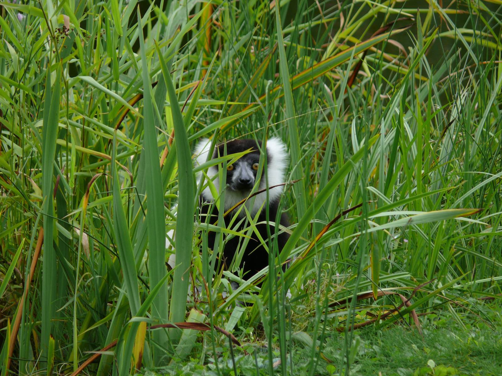 Black and White ruffed Lemur (Varecia varieagata variegata)